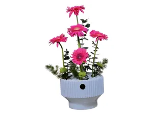 Elegant Gerbera