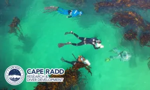 Fish and Shark Kelp Forest Snorkel Experience